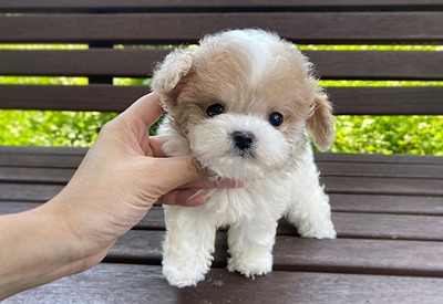 크림파티푸들 소보루강아지분양,고양이분양