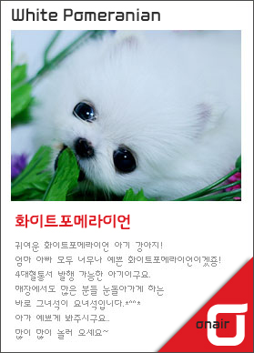 포메라이언 [Pomeranian]강아지분양,고양이분양