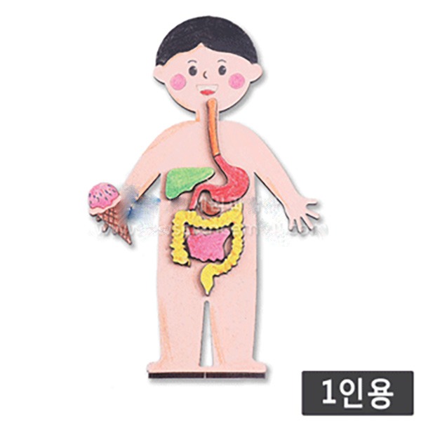 나무 인체내부 소화기관 설명기