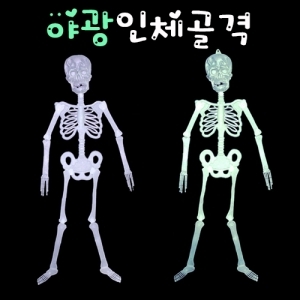 야광 인체골격