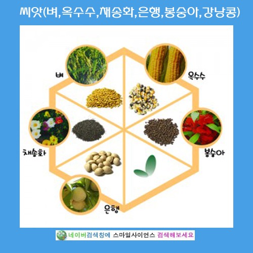 씨앗(벼,옥수수,채송화,은행,봉숭아,강낭콩)