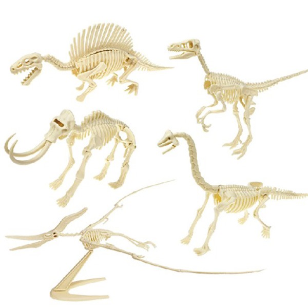 3D입체형 공룡뼈 조립- 벨로시랩터