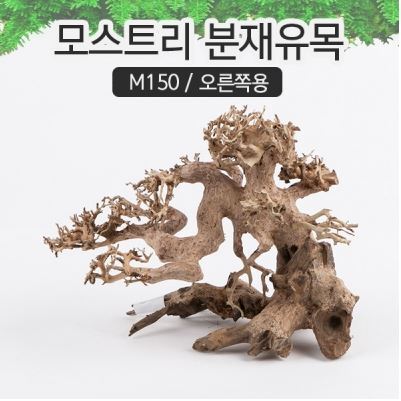 모스트리 분재유목(S) [ M150 ] - 오른쪽용