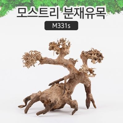 모스트리 분재유목(M) [ M331s ]