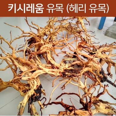 키시레움 유목 (헤리 유목) 45~60cm (L) 내외 (1개)