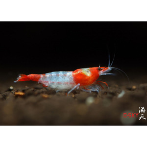 Rili-새우 Neocaridina(성체)