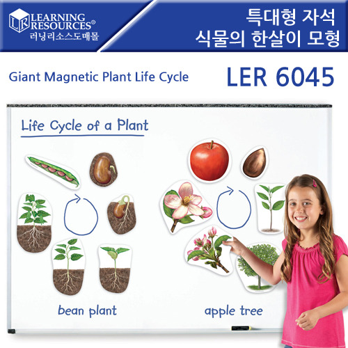 B2s 특대형 자석식물의 한살이모형(LER6045)