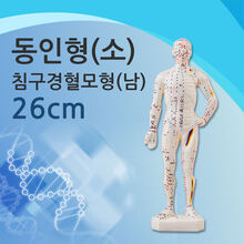 청훈메디-동인형(소)26cm 침구경혈모형(남)/경혈인형/경혈표시/한의원인형/인체모형/황금인형/경혈도/인체인형/사람모형/전신모형/침구모형/한방모형