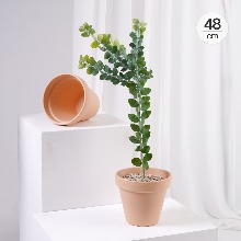 아테바시 아말리아 48cm