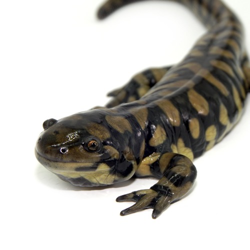 타이거 살라만다(Ambystoma tigrinum)