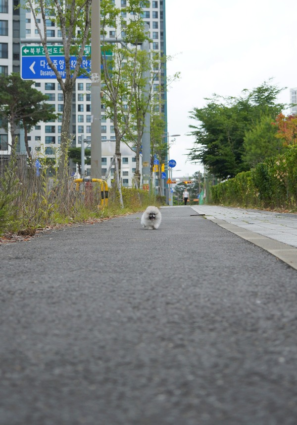 파티포메라니안분양