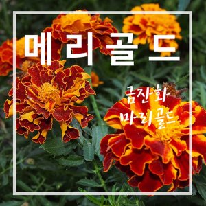 메리골드(금잔화)