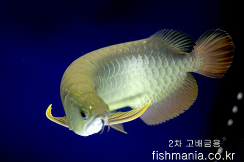 고배금용(HIGH BACK AROWANA)