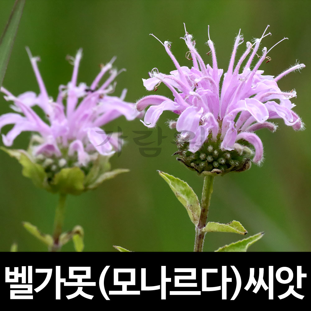 bergamot seed ( 1000 seeds )