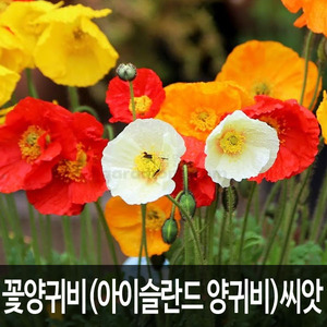 꽃양귀비씨앗 아이슬란드양귀비씨앗 혼합 양귀비씨앗 양귀비 씨앗 ( iceland poppy seed 2000알 )