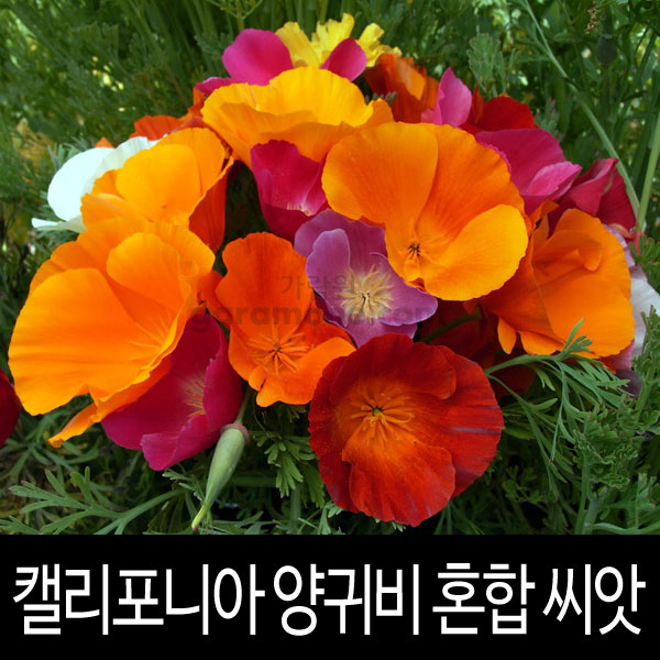 캘리포니아양귀비씨앗 양귀비씨앗 혼합 ( mix california poppy seed 100알 )