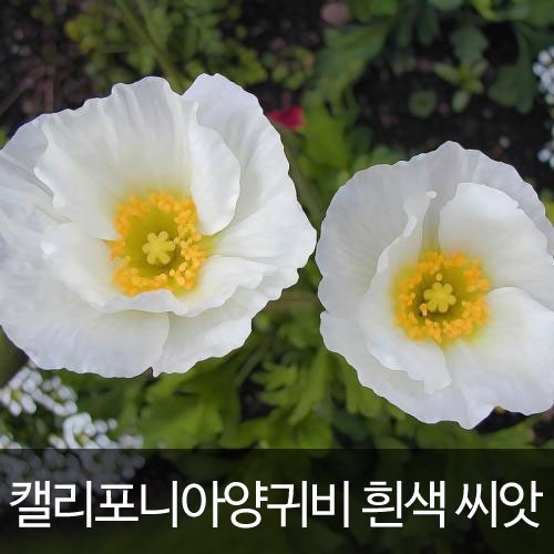 캘리포니아 양귀비씨앗 화이트 ( california poppy white seed 100알 )