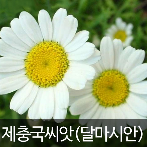 제충국씨앗 제충국 씨앗 달마시안 ( pyrethrum chrysanthemum cinerariaefolium / dalmatian seed 30알)