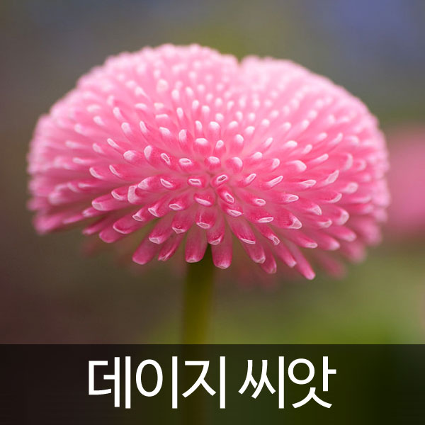 잉글리쉬 데이지씨앗 데이지 씨앗 ( english daisy seed 200알 )