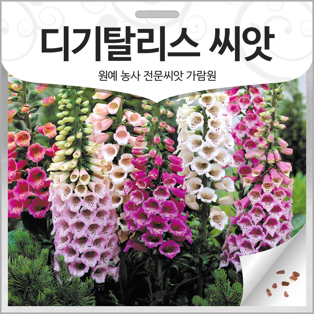 디기탈리스씨앗 디기탈리스 씨앗 ( mix digitalis seed 1000알 )