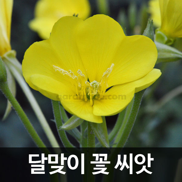 달맞이꽃 씨앗 달맞이 씨앗 달맞이꽃씨앗 달맞이꽃 씨앗 ( evening primrose seed 4000알 )