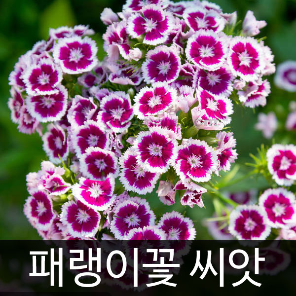 패랭이꽃씨앗 패랭이꽃 씨앗 ( rainbow pink / chines pink  seed 400알 )