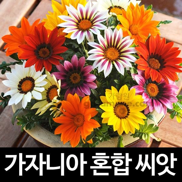 가자니아 씨앗 혼합 가자니아씨앗 꽃씨 ( gazania mix seeds 30알 )