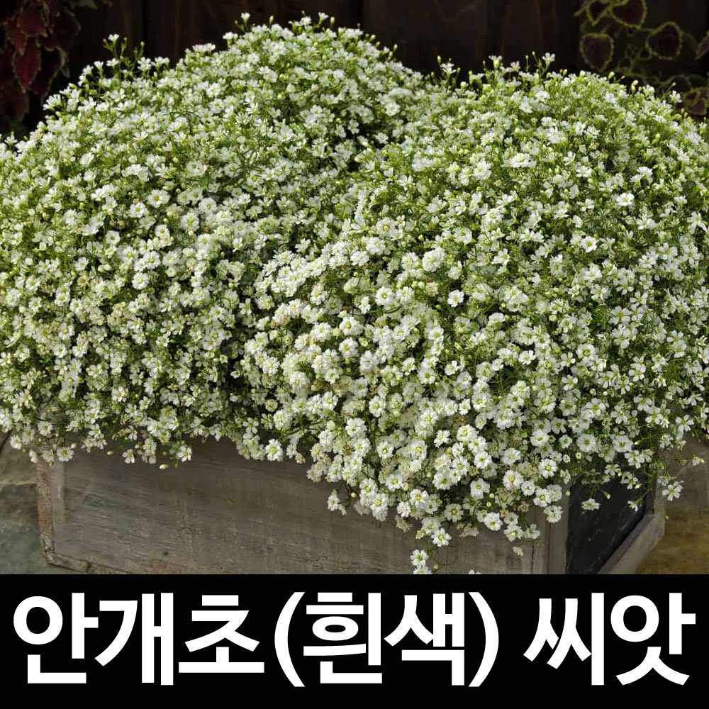 흰색 안개초 씨앗 안개꽃 씨앗 안개꽃씨앗  gypsophila elegans white seed ( 1000알 )