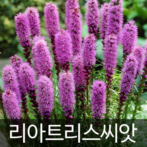 리아트리스씨앗 리아트리스 씨앗 ( liatris seed 100알 )