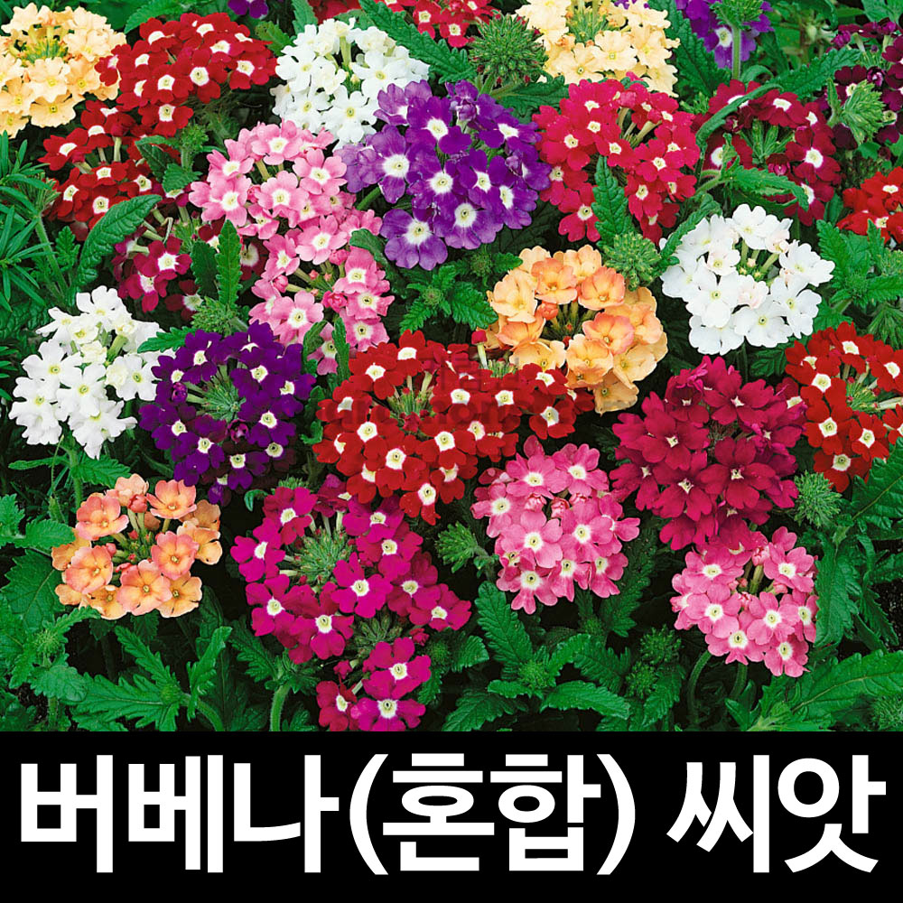 혼합 라이락 버베나 씨앗 ( mix verbena seeds 200알 )