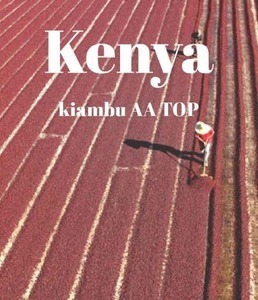 [스티즈커피] 케냐 키암부 AA TOP(미디엄 배전도)_ KENYA KIAMBU AA TOP _ sls059 _ 10kg