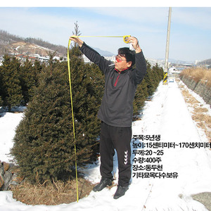 [아름다운갤러리]주목6년생직접재배 항암물질 함유하여 치료에 쓰임