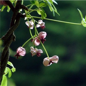 [아름다운갤러리]으름덩굴[Akebia quinata) 생울타리용, 관상 및 식용