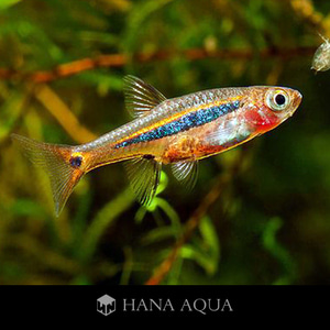 *소형 라스보라 기획* 블루라인 라스보라/Rasbora sarawakensis (2cm내외)