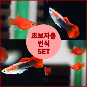 (초보자용) 구피,플래티 번식세트 1번 레드,삼각