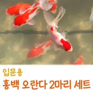 입문용 홍백오란다 2마리 세트