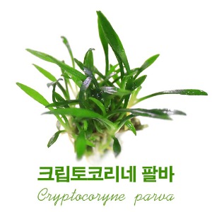 크립토코리네 팔바(3촉)