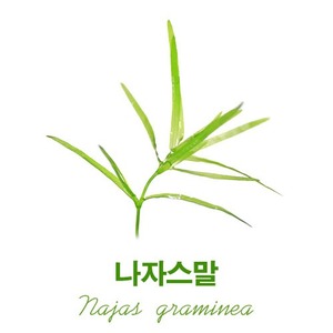 나자스말(10촉)구피 치어 새우 은신처 토종수초