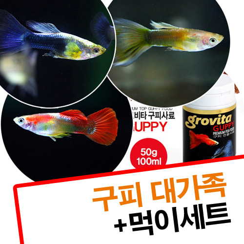 구피 대가족+사료(레드,블루,옐로구피1쌍씩+G구피사료100)