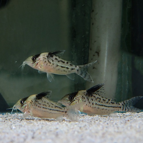 [코리도라스] Corydoras incolicana 인콜리카나