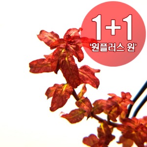 루드위지아sp. 기니아 (3촉) 1+1 EVENT