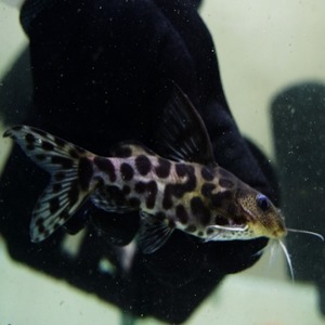 [시노돈티스]Synodontis schoutedeni &quot;white&quot; 슈테데니 화이트