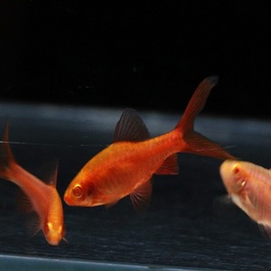 [바브] Puntius titteya &quot;Albino cherry Longfin&quot; 알비노체리바브 롱핀(3마리)