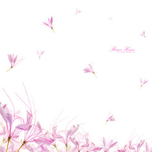 [나무자전거]뮤럴벽지[huea] apw-066 [접착/비접착]/꽃/꽃잎, 나무자전거