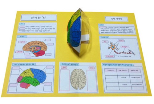 뇌 팝업북만들기