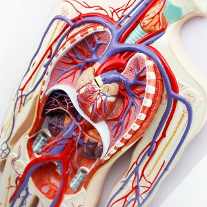 인체 혈액순환계 모형 90cm