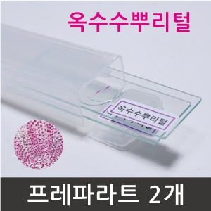 옥수수뿌리털 프레파라트 2개