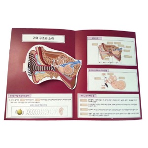 귀 팝업북만들기
