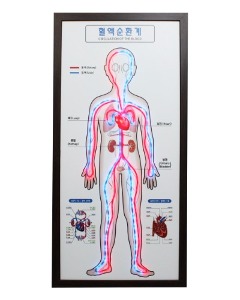 순환기관학습모형 LED타입
