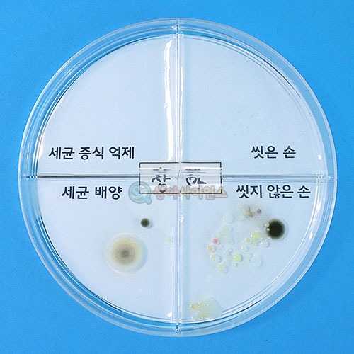 SA 세균 배양과 증식 억제실험하기(1인용 포장)